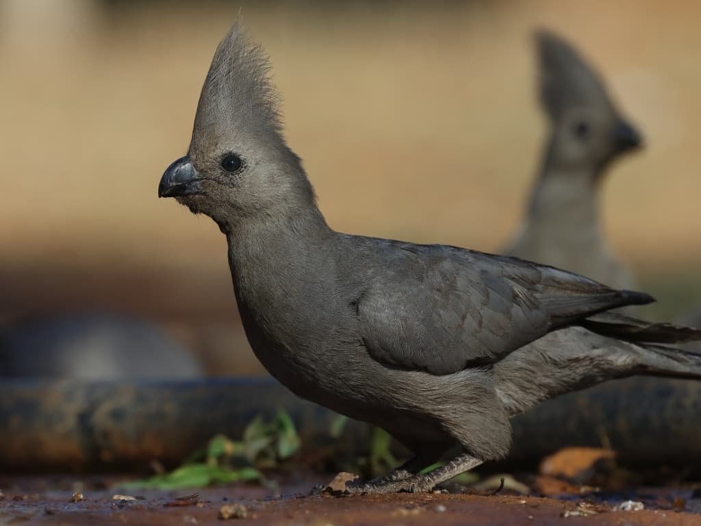 Gray Go-away-bird