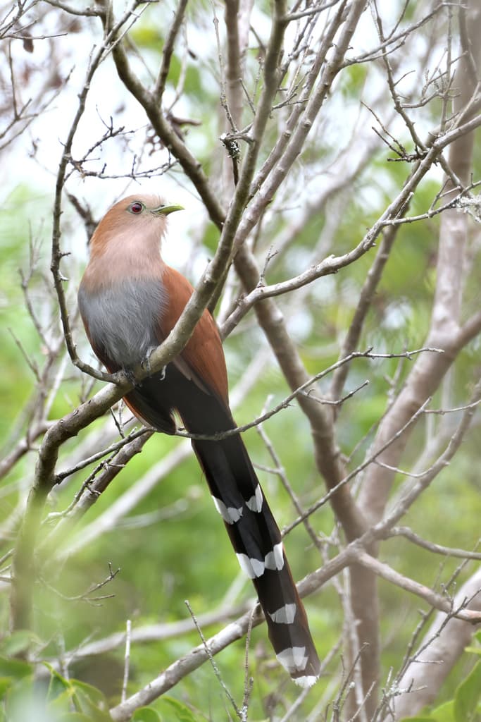 Common Squirrel-Cuckoo