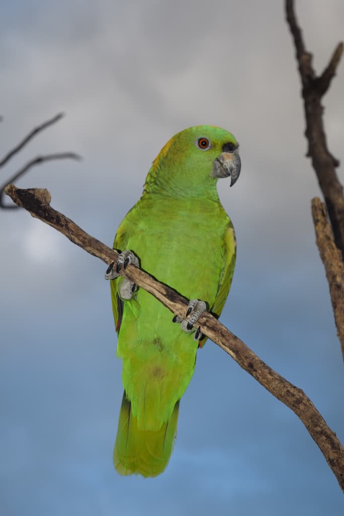 Yellow-naped Amazon