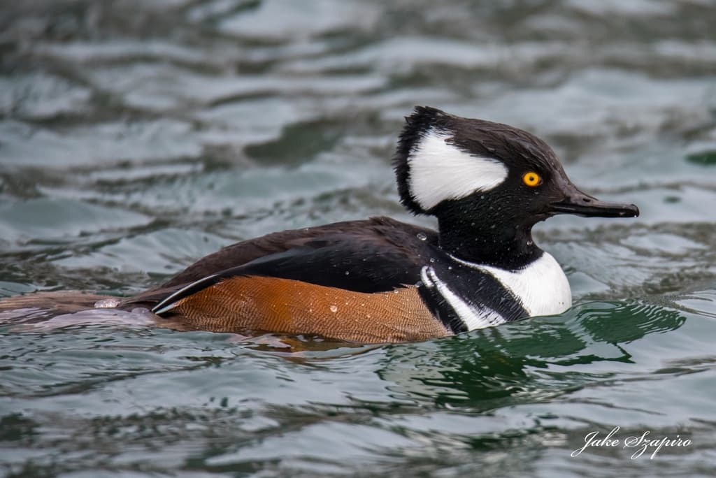 Hooded Merganser