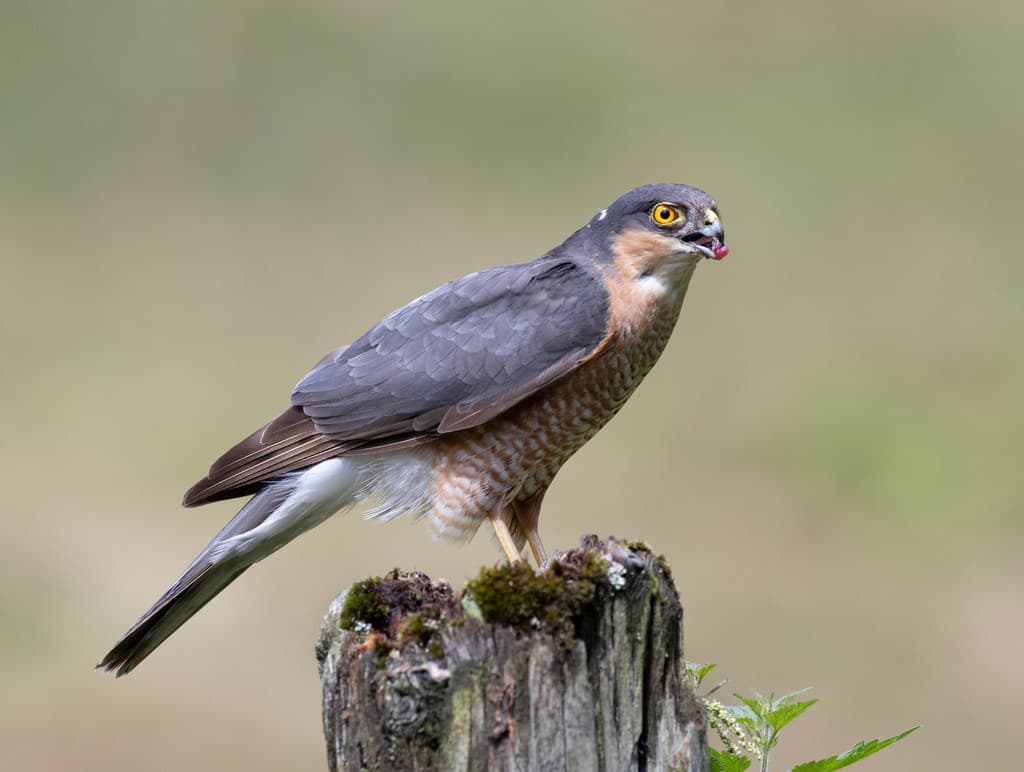 Eurasian Sparrowhawk