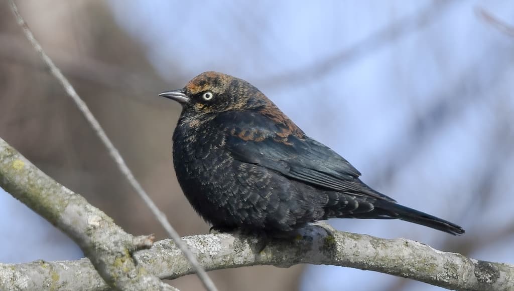 Rusty Blackbird