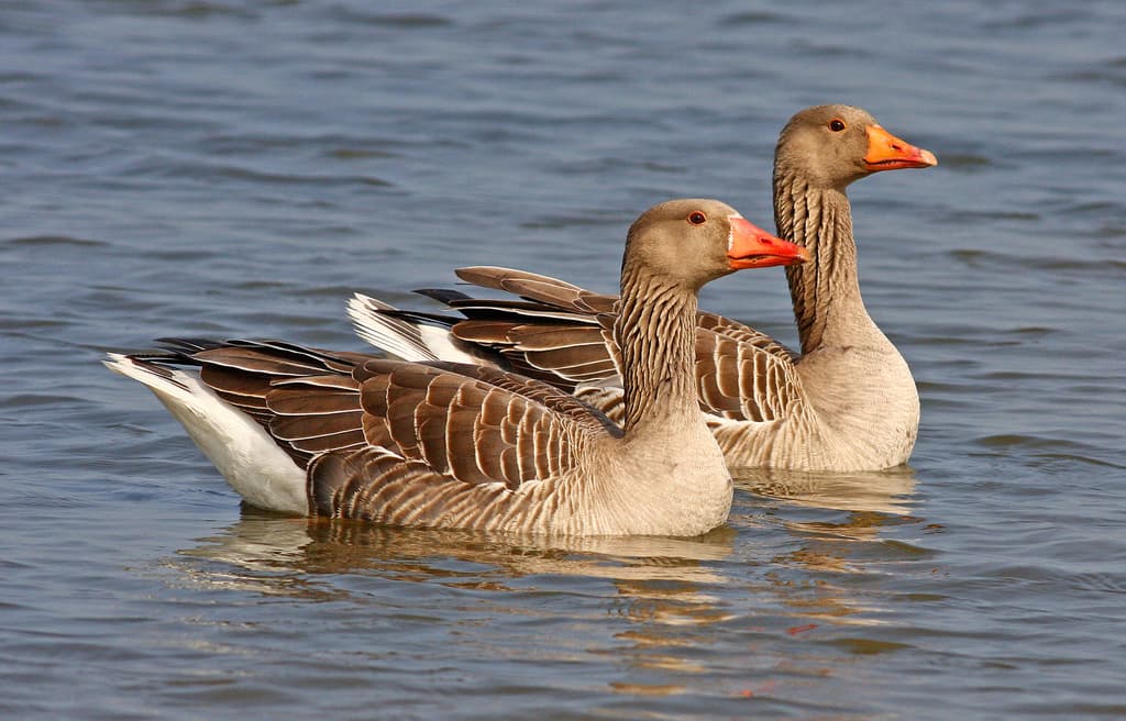 Graylag Goose