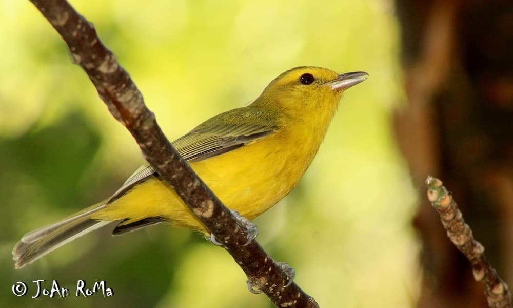 Golden Vireo
