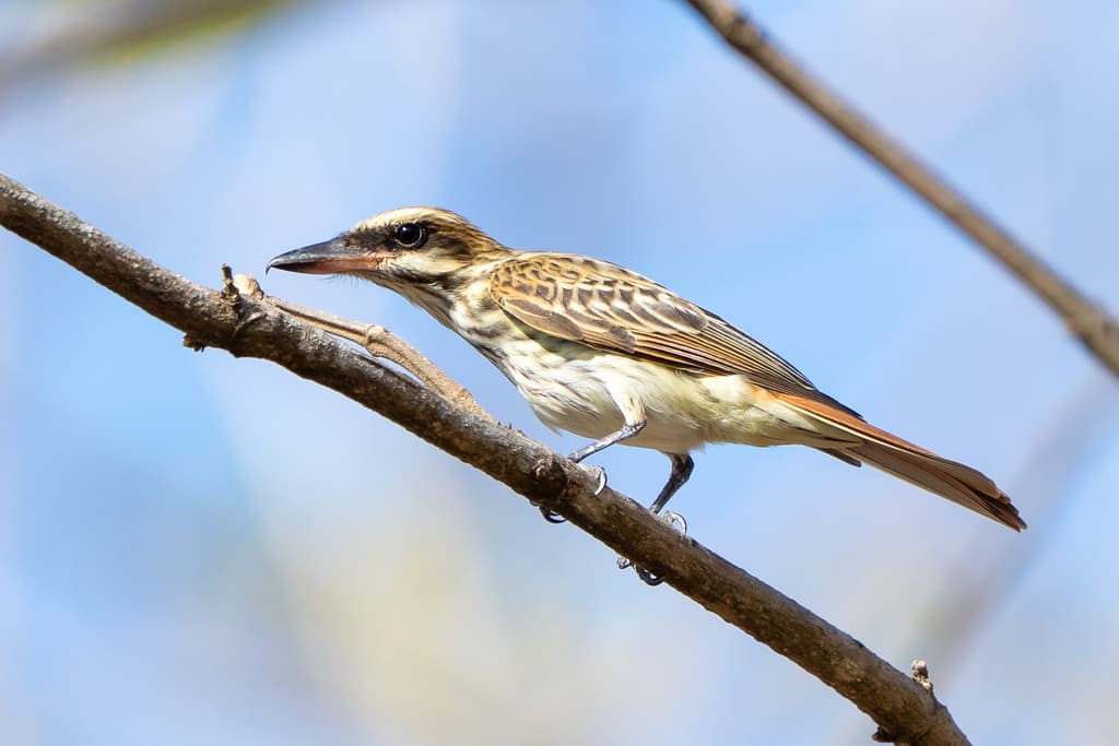 Streaked Flycatcher