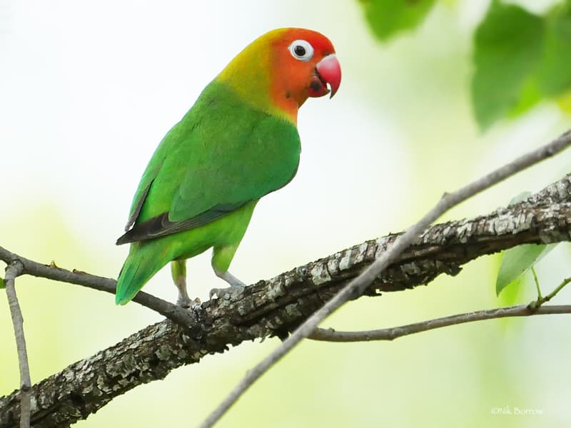 Lilian's Lovebird