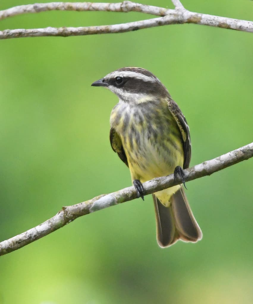Piratic Flycatcher