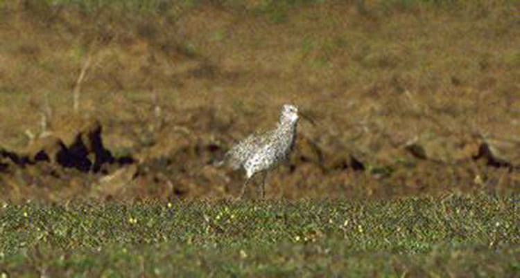 Slender-billed Curlew