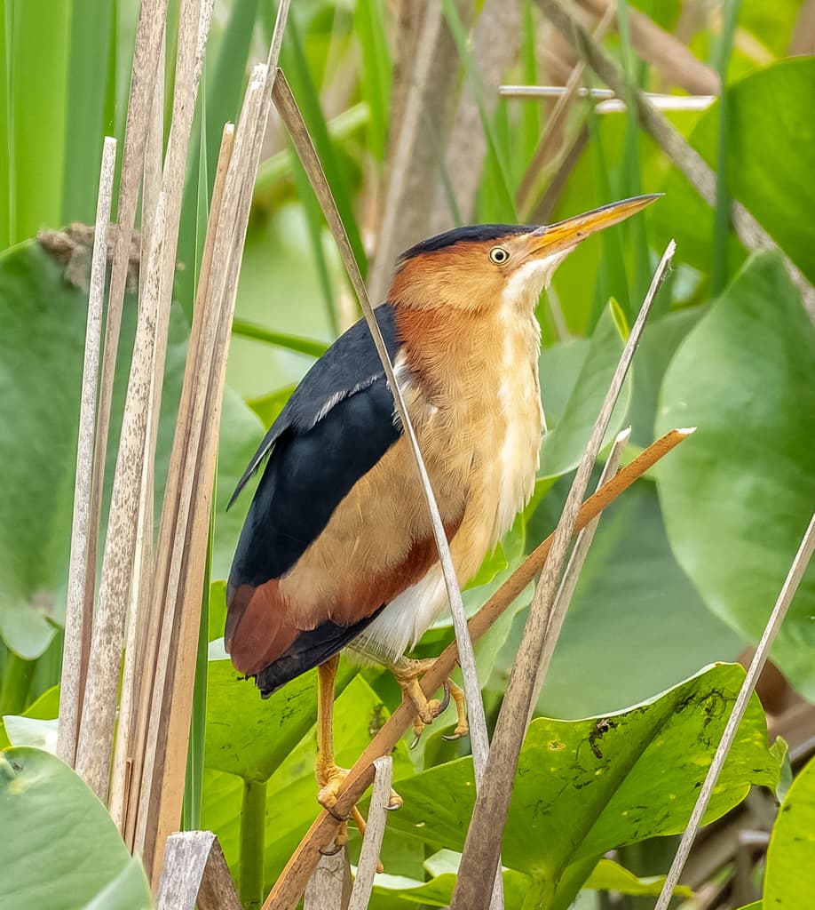 Least Bittern