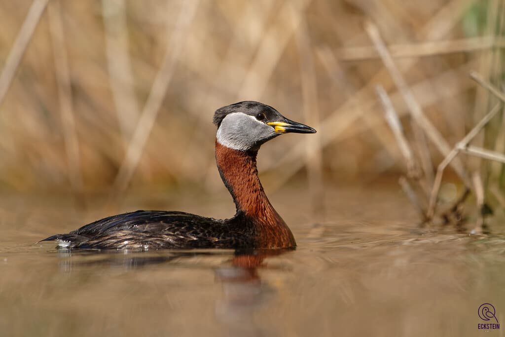 Red-necked Grebe