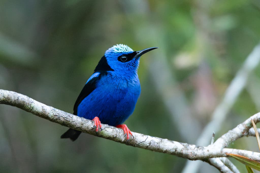 Red-legged Honeycreeper