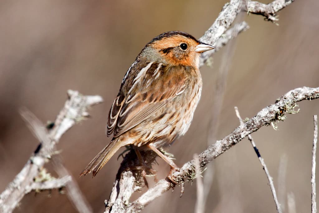 Nelson's Sparrow