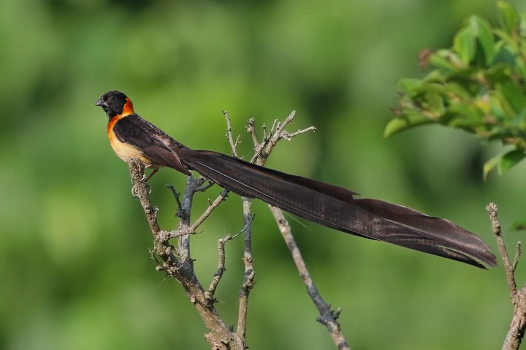 Broad-tailed Paradise-Whydah