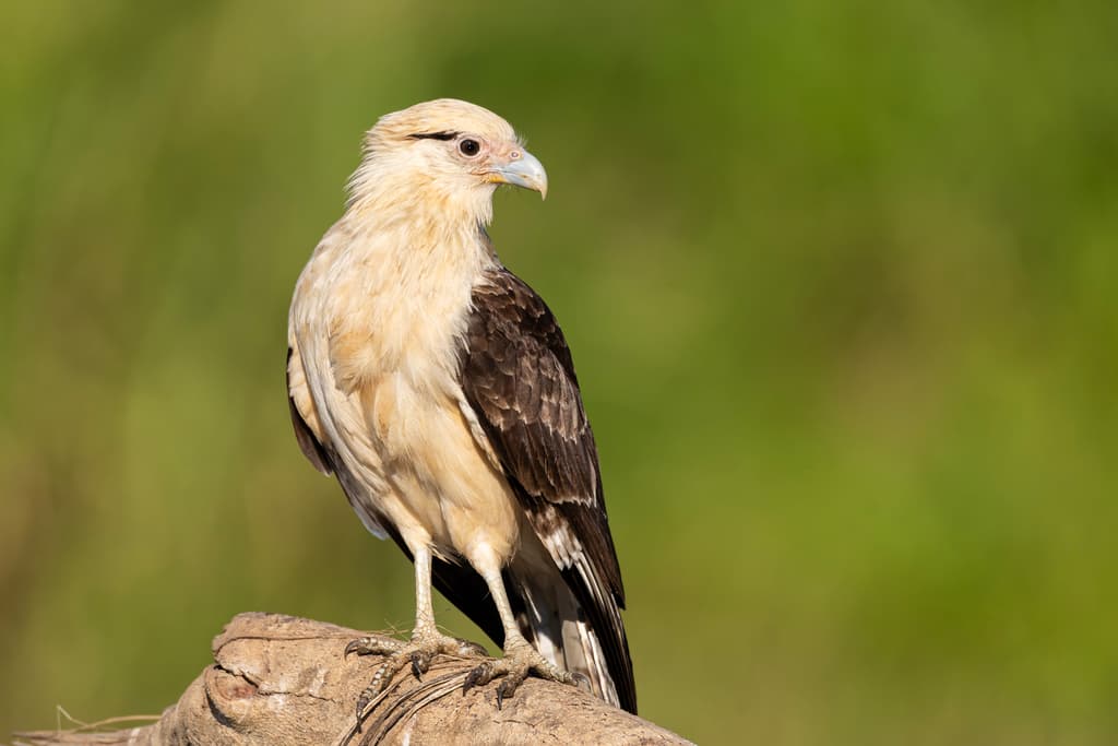 Yellow-headed Caracara