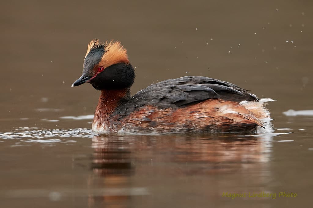 Horned Grebe