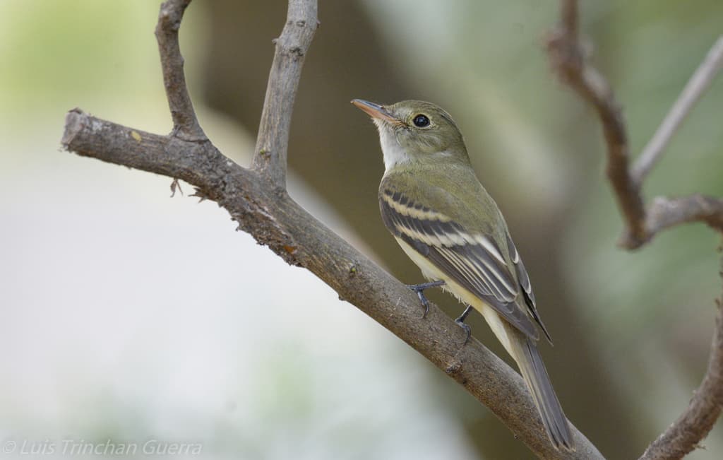 Acadian Flycatcher