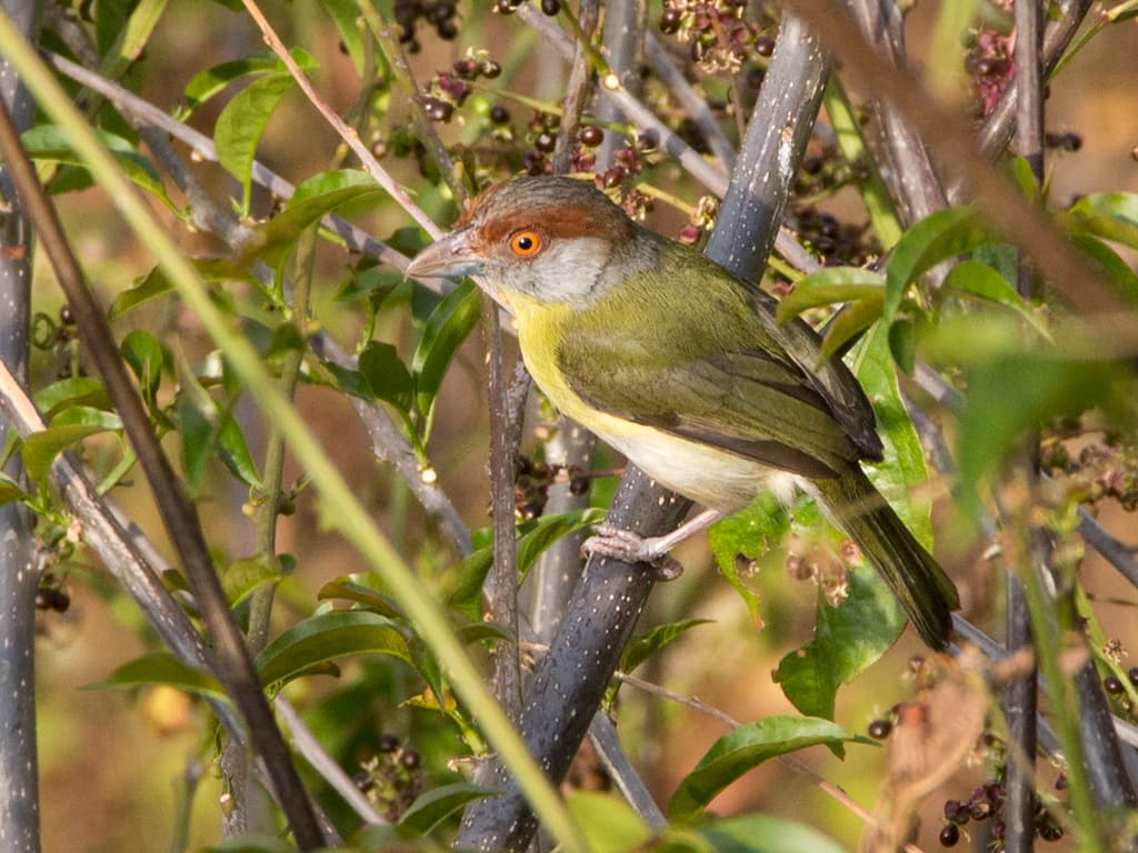 Rufous-browed Peppershrike