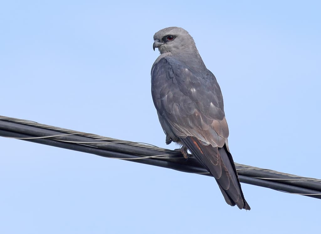 Mississippi Kite