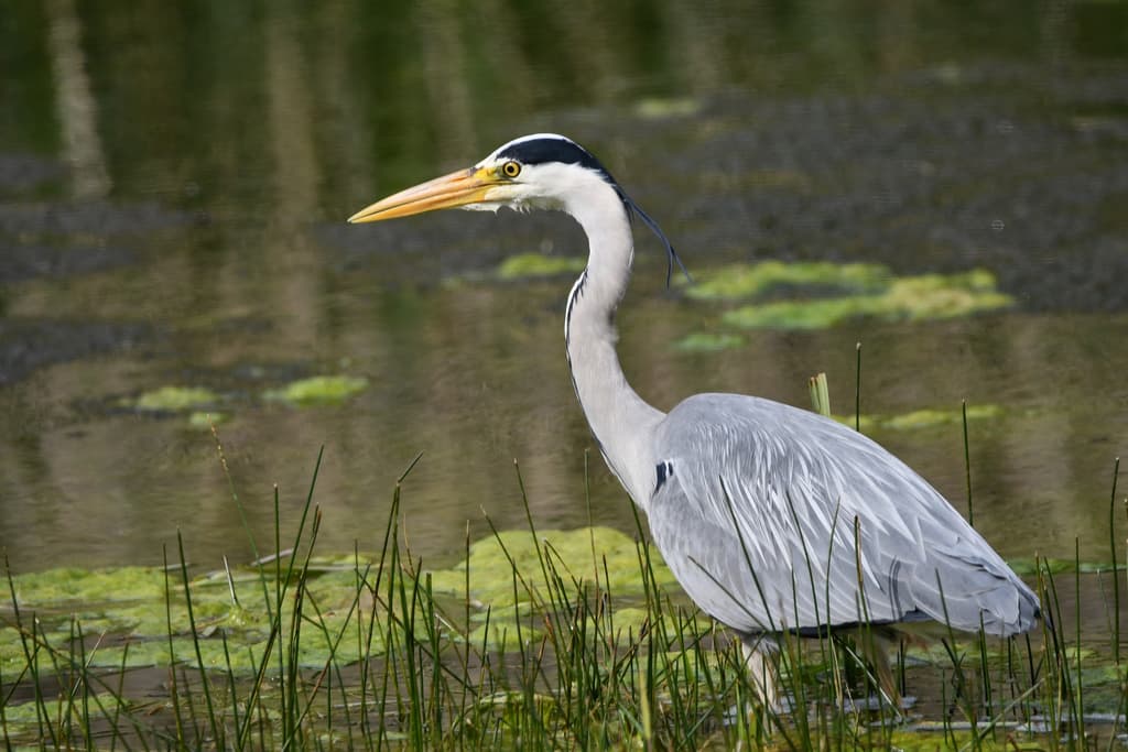 Gray Heron
