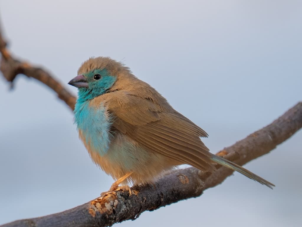 Southern Cordonbleu