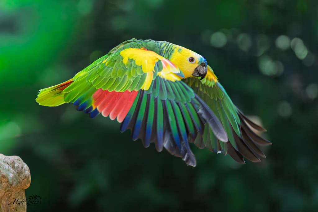 Turquoise-fronted Amazon