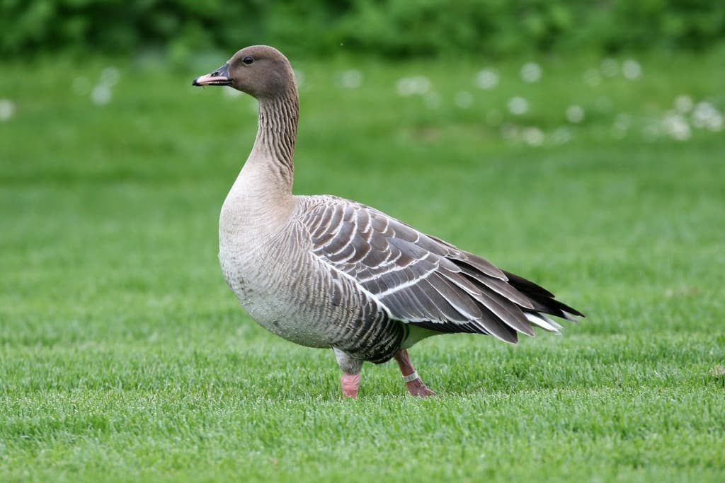 Pink-footed Goose
