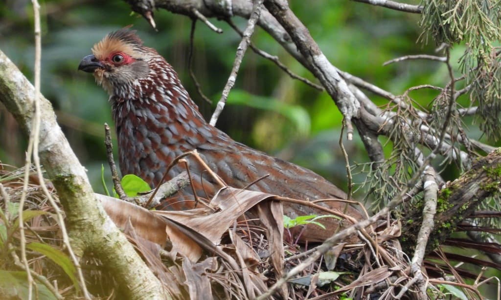 Buffy-crowned Wood-Partridge