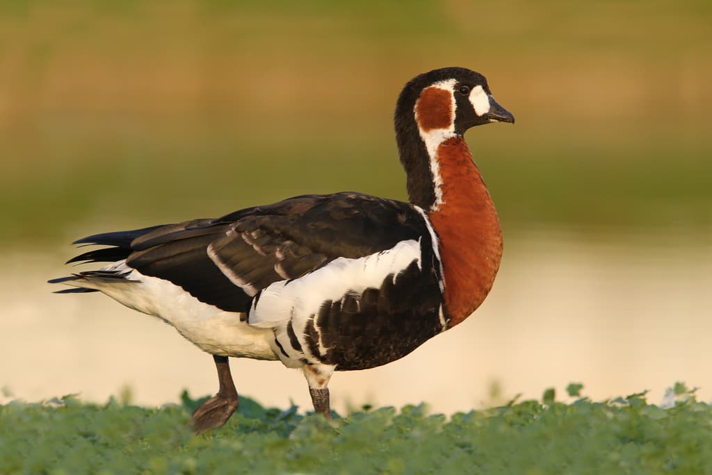 Red-breasted Goose