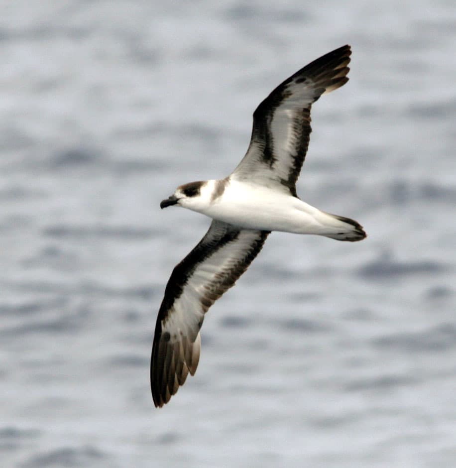 Black-capped Petrel