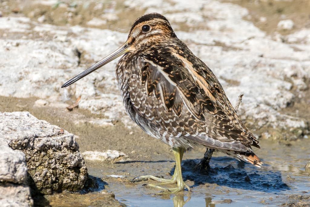 Wilson's Snipe