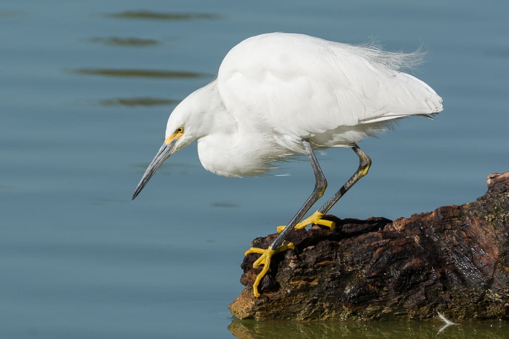 Snowy Egret