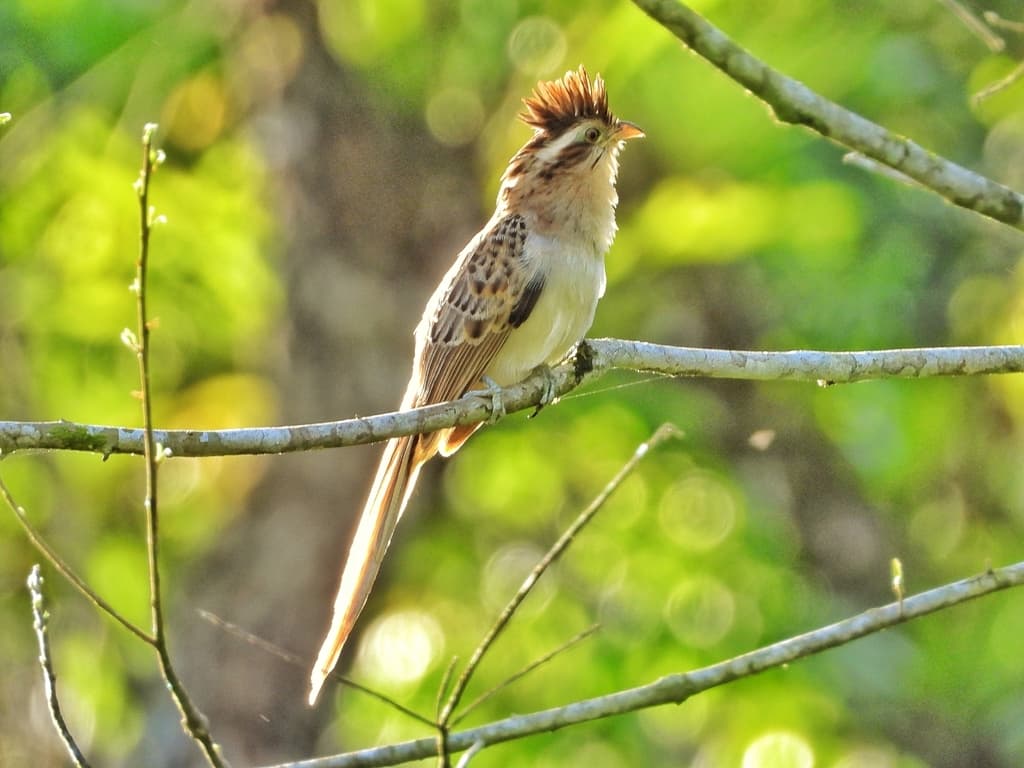 Striped Cuckoo