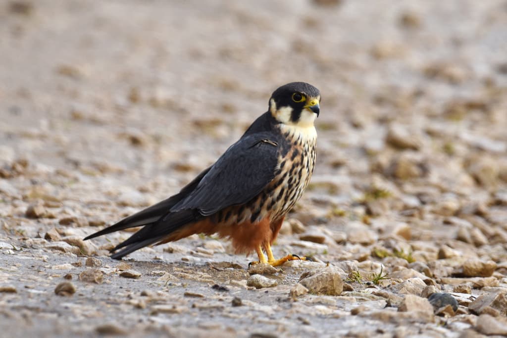 Eurasian Hobby