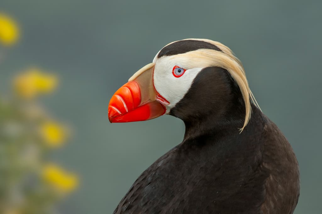 Tufted Puffin
