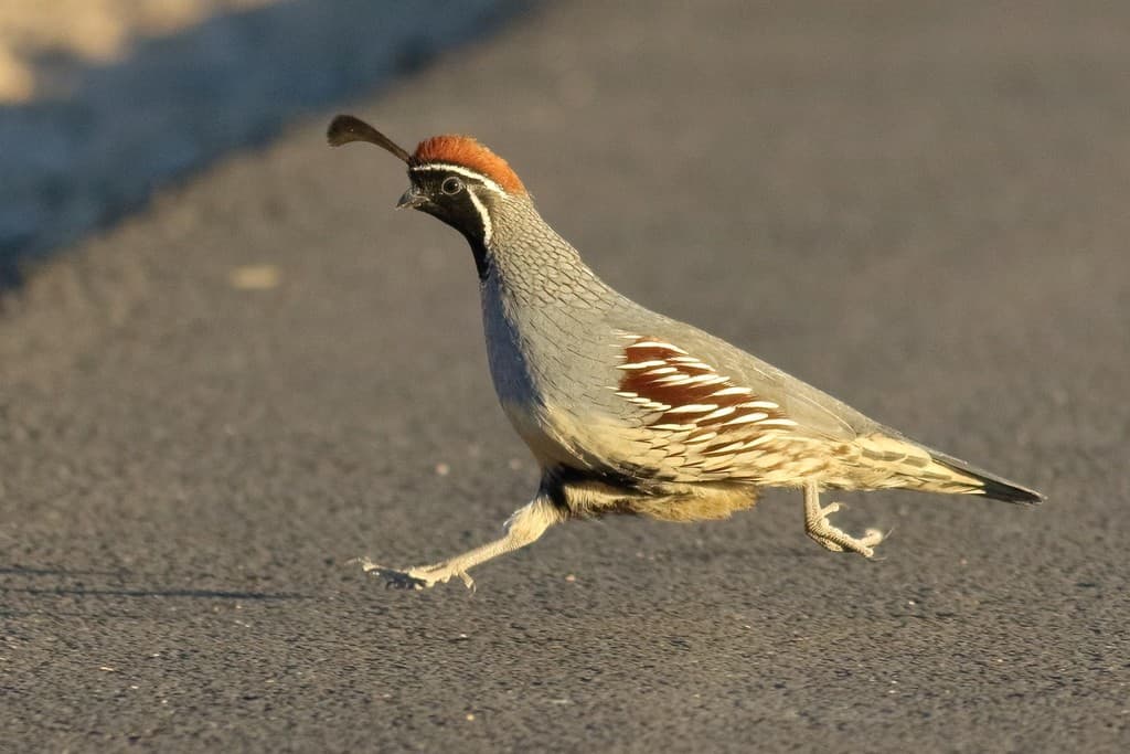 Gambel's Quail