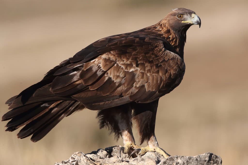 Golden Eagle