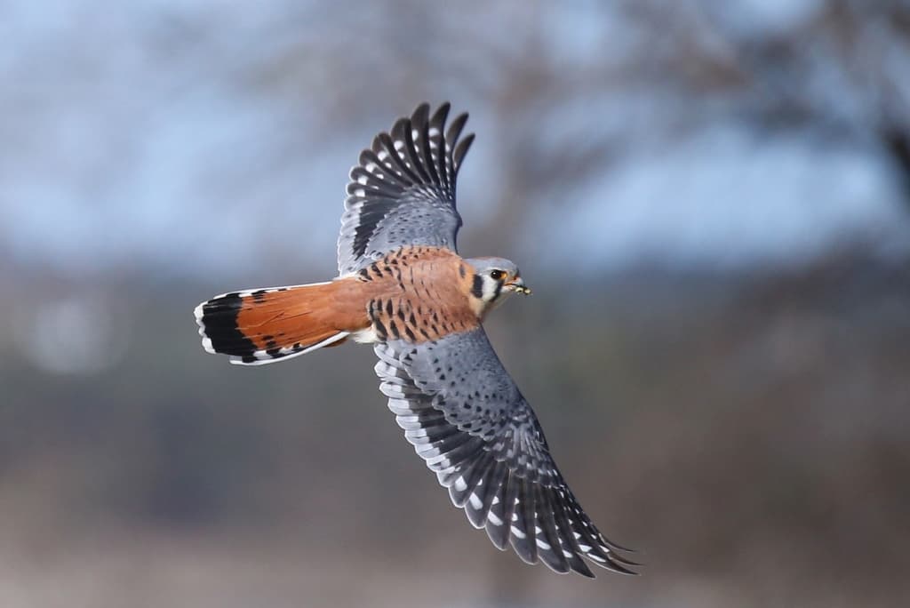 American Kestrel