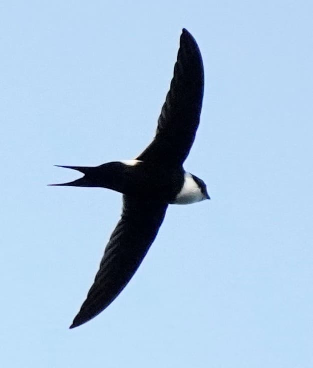 Lesser Swallow-tailed Swift