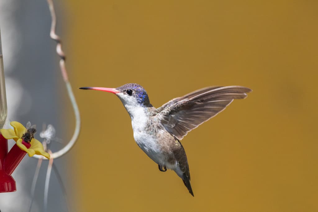 Violet-crowned Hummingbird