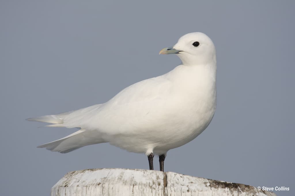 Ivory Gull