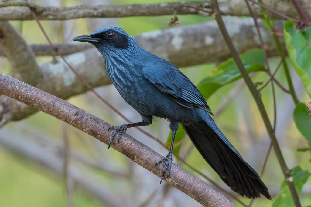 Blue Mockingbird
