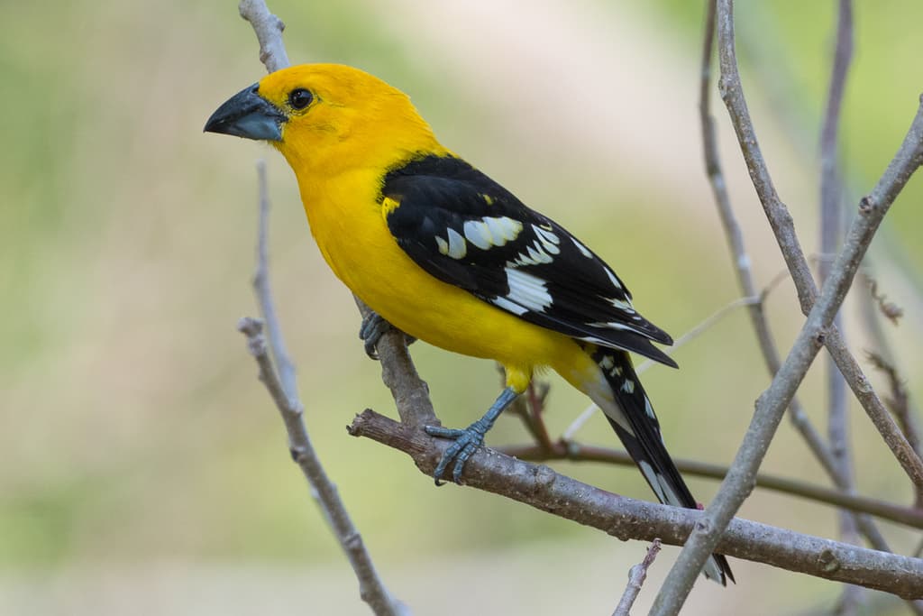 Yellow Grosbeak