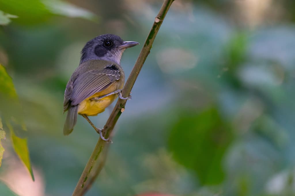 Plain Antvireo