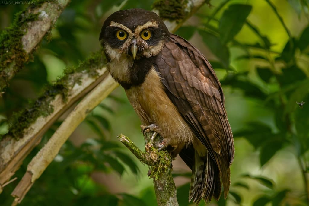 Spectacled Owl