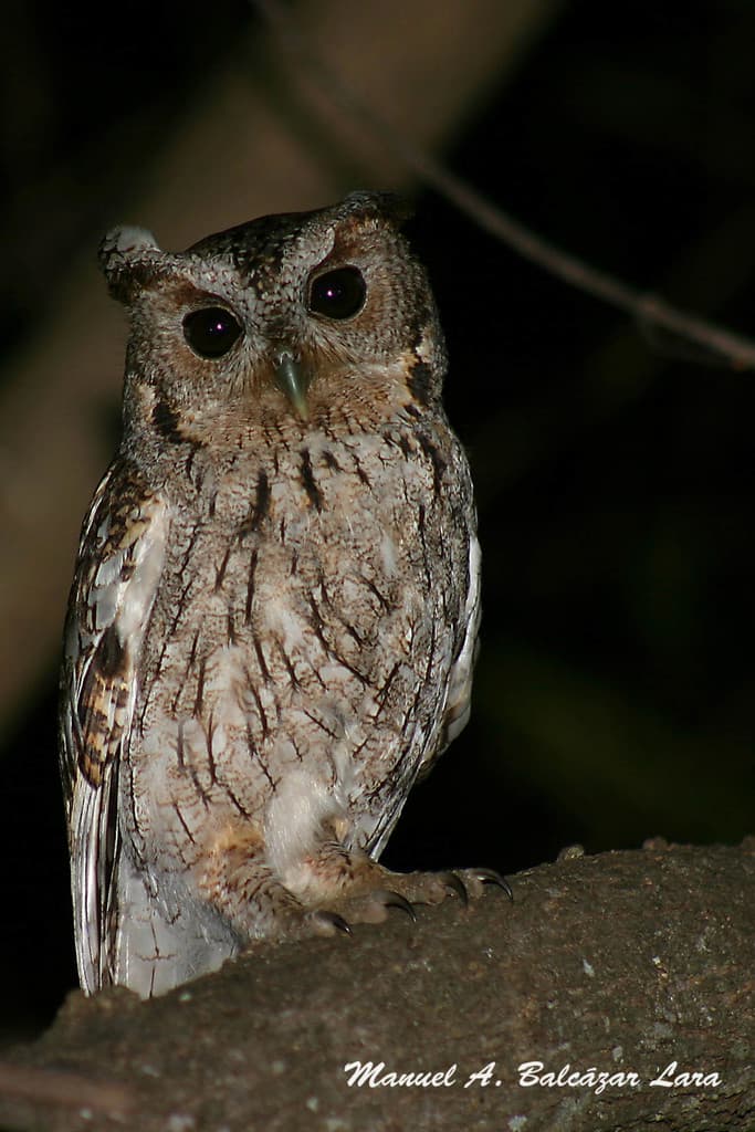 Balsas Screech-Owl