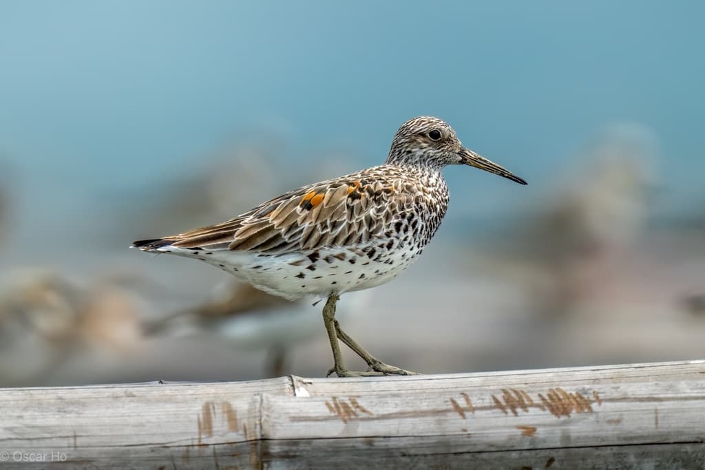 Great Knot