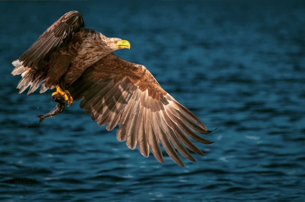 White-tailed Eagle