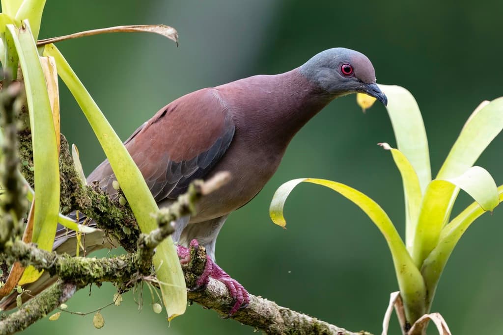 Pale-vented Pigeon