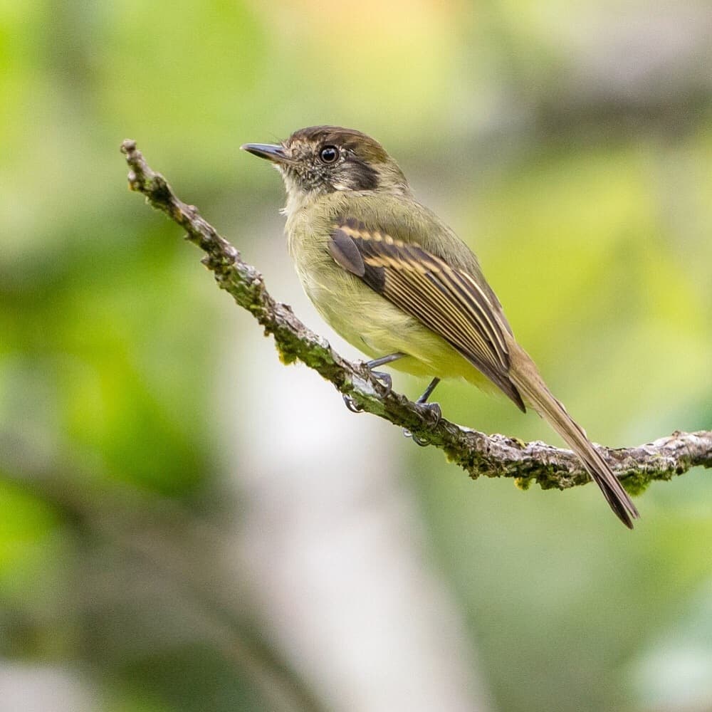 Sepia-capped Flycatcher