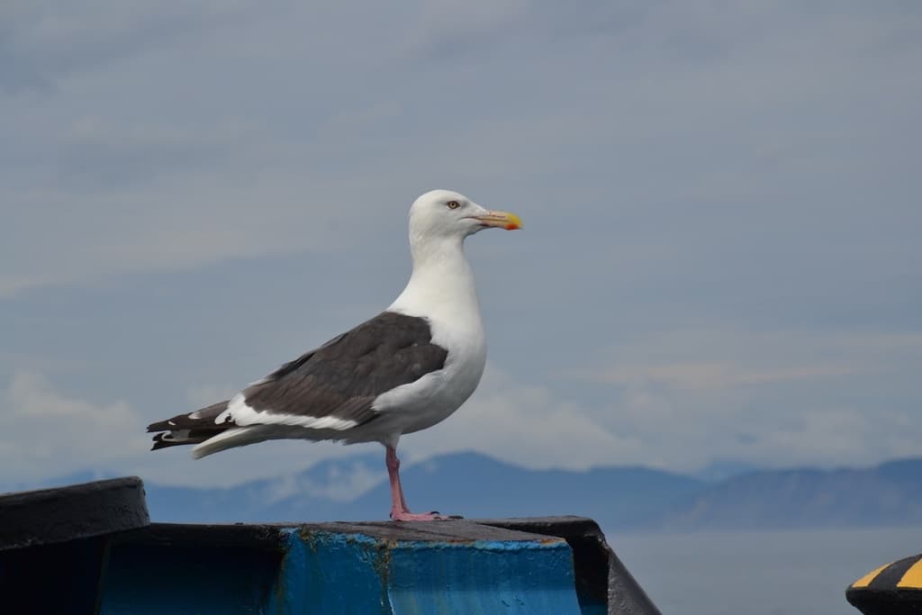 Slaty-backed Gull